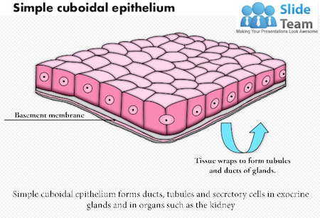 <p>Secretion and absorption.</p>