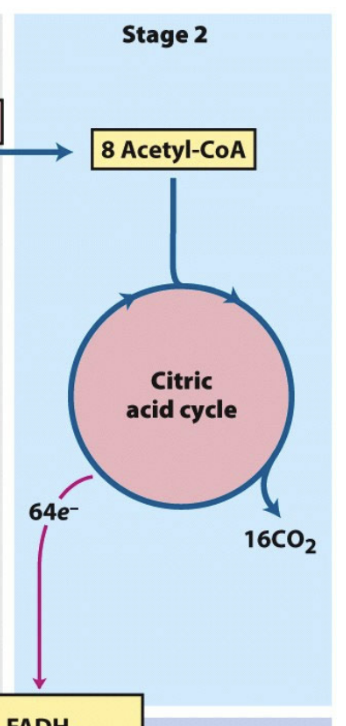 <p>What is stage 2 of fatty acid oxidation?</p>