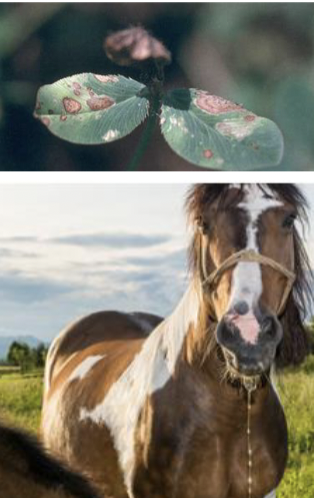 <ul><li><p>Fungus that grows on legumes (“black patch disease”)</p></li><li><p>Slobbering horses</p></li><li><p>Risk of dehydration due to excessive saliva production</p></li></ul><p></p>