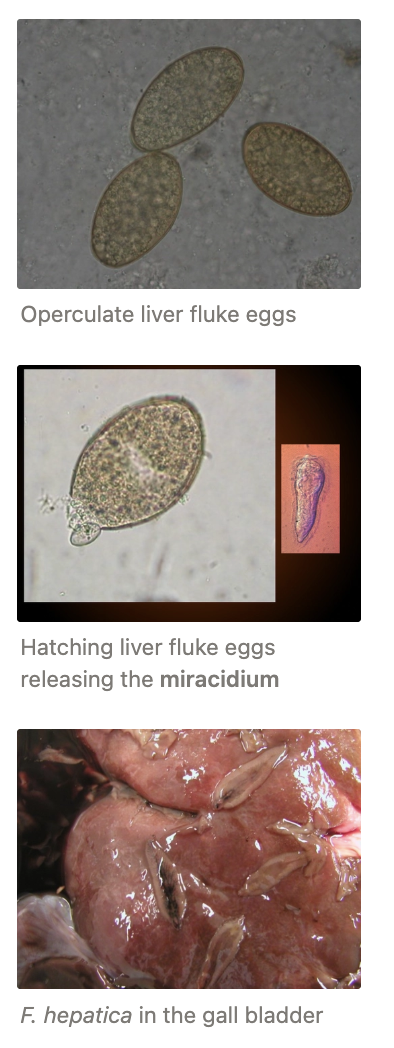 <p><u>PPP:</u> ≥8w</p><p><u>Signalment:</u> Sheep, cattle and goats</p><ul><li><p>Adult infection just as common as young animals</p></li><li><p>Cattle more resistant than sheep and goats</p></li><li><p>Northland #1</p></li></ul><p><u>Seasonality:</u> Metacercariae build in Jan (>10˚C) and drop to zero by July</p><ul><li><p>Higher risk in East coast = DRY with green grass in swampy areas only</p></li></ul><p><u>Lifecycle:</u></p><ol><li><p>Adult liver fluke located in the bile ducts of the DH lays eggs</p></li><li><p>Eggs shed in DH faeces and enter water</p></li><li><p>Eggs develop in water and hatch to release the <strong>miracidium (L1)</strong></p></li><li><p>Miracidium penetrates the snail integument and a <strong>mother sporocyst (L2)</strong> develops</p></li><li><p>5 - 12 <strong>daughter rediae (L3)</strong> develop within the mother sporocyst (asexual reproduction) and burst out to travel to the hepato-pancreas (digestive gland) of the snail</p></li><li><p>Further asexual reproduction leads to <strong>cercariae (L4)</strong> production within the daughter rediae (up to 40) and are released in water via a birth pore in the rediae</p><ul><li><p>Occasionally, 2nd generation of rediae</p></li></ul><p>Mother sporocyst > daughter rediae > cercariae = huge proliferation by asexual reproduction in the snail</p></li><li><p>Cercaria released in water swim to the edge of the water and onto vegetation</p></li><li><p>Tail is shed and a cyst wall is secreted to become encysted on vegetation as <strong>metacercariae</strong> (200µm)</p></li><li><p>Metacercariae ingested by ANY DH on herbage and excyst</p></li><li><p>Young fluke are released from cysts within the DH small intestine and develop into adults</p></li><li><p>Immature fluke burrows out of the small intestine and crosses the peritoneal cavity</p></li><li><p>Penetrate liver capsule (at 1 - 2mm long)</p></li><li><p>Within the parenchyma for 5 - 6 weeks</p><ul><li><p>Immature flukes are very destructive to liver tissue: Burrow around feeding in the liver parenchyma</p></li><li><p>Can observe immature liver fluke tracts under the liver capsule during sheep/cattle necropsy (mid - late Summer)</p></li><li><p><em>Clostridia:</em> Causes black disease induced by <em>F. hepatica</em> which creates an anaerobic environment in the liver for the <em>C. novyi</em> to develop</p></li></ul></li><li><p>Enter bile ducts (1cm long) and take 3 - 4 week to mature</p></li></ol><p><u>IH:</u> <em>Lymnaea</em> spp. = Freshwater snail</p><ul><li><p><em>Lymnaea tomentosa</em> (indigenous to NZ) and <em>Lymnaea columella</em> (more widespread and introduced)</p></li></ul><p><u>Requirements:</u></p><ol><li><p>Egg development (and larvae in snail) requires ≥10˚C (optimum 25˚C)</p></li><li><p>Development of miracidium within egg also requires O2 (more that what is in faeces) and water</p></li><li><p>Development in snail affected by snail nutrition (better fed, less infected = more rediae from each miracidium)</p></li><li><p>Water/marshy areas that are permanently wet (prevent egg desiccation, facilitate miracidium/cercaria swimming, penetration of aquatic snail and metacercaria must be kept moist to survive on vegetation)</p></li></ol><p><u>Clinical Signs:</u></p><ul><li><p><strong>Sheep</strong></p><ol><li><p><u>Acute:</u> Sudden death</p><ul><li><p>MANY immature fluke migrating through liver parenchyma for first 5 - 6w → Liver failure</p></li><li><p>Late summer/early autumn</p></li></ul></li><li><p><u>Subacute:</u> Death 8 - 12w ± Jaundice</p><ul><li><p>Liver damage and blockage of biliary system</p></li><li><p>Late summer/early autumn</p></li></ul></li><li><p><u>Chronic:</u> Anaemia, bottlejaw, weight loss, increased GGT</p><ul><li><p>Adult fluke feed from bile duct lining and blood</p></li><li><p>Late autumn and winter</p></li></ul></li><li><p><u>Black Disease:</u> <em>Clostridium novyi</em> Type B = Infectious necrotic hepatitis → Acute death from toxaemia</p></li></ol></li><li><p><strong>Cattle</strong> = Chronic disease as for sheep (+ calcified bile ducts which persist when fluke no longer present)</p><ul><li><p>Black disease and acute disease very rare</p></li></ul></li></ul><p><u>Diagnosis:</u> GGT (DDx: FE)</p><ol><li><p>Faecal sediment → ID eggs</p></li><li><p>Blood/milk ELISA Ab pooled from 10 animals</p><ul><li><p>Becomes negative 3m after treatment</p></li></ul></li><li><p>Faecal Ag (overseas)</p></li></ol><p><u>Prevention:</u></p><ol><li><p>Triclabendazole #1 = Drench or pour-on for ALL stages of liver fluke in ruminants</p><ul><li><p>1 - 3x over late summer - early winter</p><ul><li><p>Most farmers treat ONCE in winter and rely on there being no overwintering to metacercariae or infected snails</p></li></ul></li><li><p>Treatment with nematocidals (eg. albendazole) as some effect but not for immature fluke</p></li><li><p>Potential for eradication as entire fluke population within animals over winter (August)</p></li></ul></li><li><p>Drainage (permanent solution but impractical)</p></li><li><p>Fencing to prevent sheep grazing marshy areas? Impractical except for small areas</p></li></ol><p>Molluscicides not an option for NZ due to environmental impact</p>