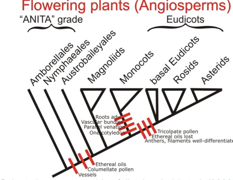 <p>A subsection of angiosperm</p><ul><li><p>190,000 species</p></li></ul><ul><li><p>reduced subset of directs</p></li><li><p>mainly woody and herbaceous (soft sperm)</p></li><li><p>mainly food plants</p></li><li><p>flowers in multiples of 4 or 5</p></li></ul><p>EXAMPLES</p>