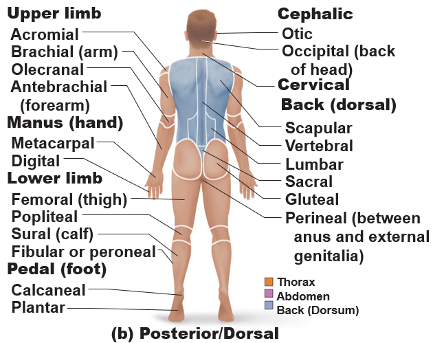 <p>posterior/dorsal</p>