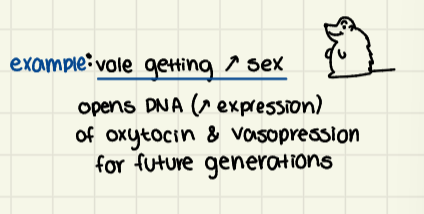 <p>Traits inherited independently of DNA sequence.</p><ul><li><p>methylation of DNA caused by experience → can be inherited! </p></li></ul><p></p><p>Epigenetics PRE-adapts children for environment (occurs faster than evolution) </p><p></p><p>Lamarck: characteristics you acquire CAN be passed on </p>