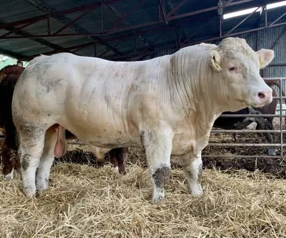 <p>continental breed</p>
