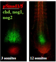 <p>Smad 1/5 will not overlap with ligand traps chd, nog1, nog2 because the latter inhibit the pathway activation = no active smad proteins</p>
