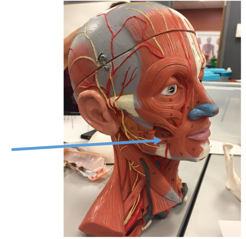 <p>Muscle,  Action. Perform the action on your own body</p>