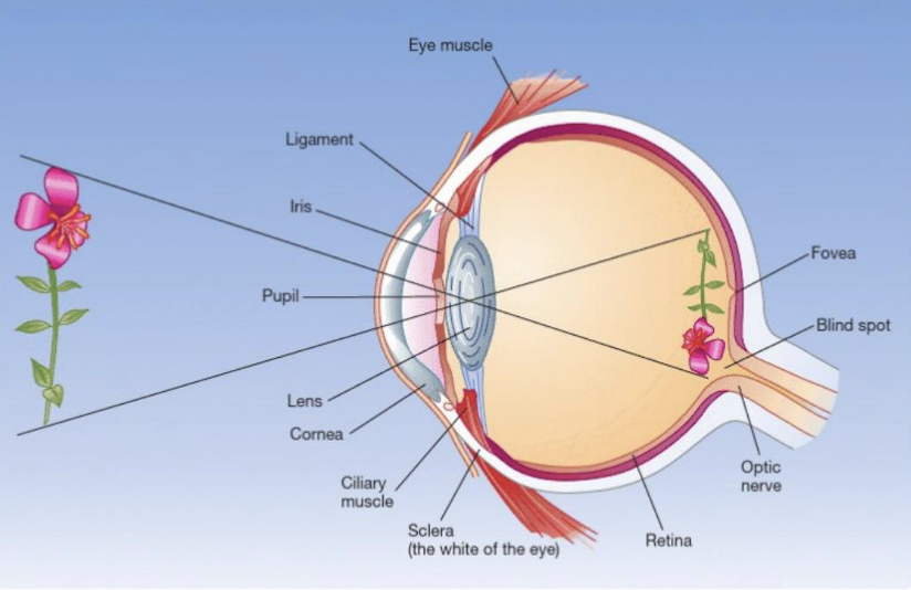 <ul><li><p class="Paragraph SCXO60085957 BCX0" style="text-align: left;"><span style="background-color: inherit; line-height: 19.55px; color: windowtext;">small central depression where fine-detail vision is sharpest</span><span style="line-height: 19.55px; color: windowtext;">&nbsp;</span></p></li><li><p class="Paragraph SCXO60085957 BCX0" style="text-align: left;"><span style="background-color: inherit; line-height: 19.55px; color: windowtext;">Layers are cleared aside for maximum acuity</span><span style="line-height: 19.55px; color: windowtext;">&nbsp;</span></p></li></ul><p></p>