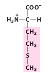 <p>What Amino Acid is This?</p>