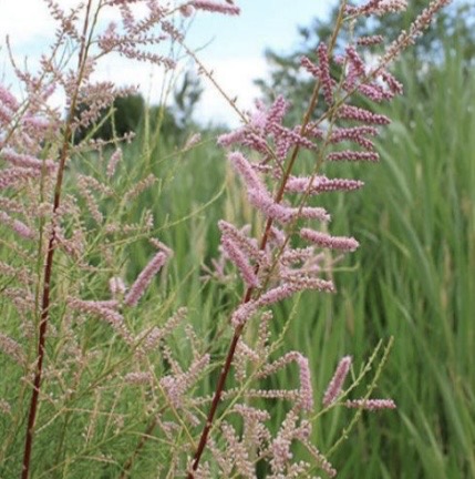 <p><em>Saltcedar</em></p>