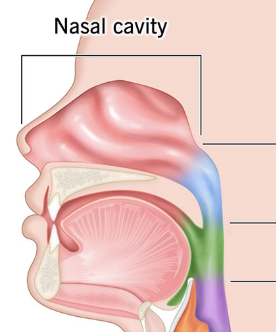 <p>The entire upper portion after the nasal cavity (blue)</p>