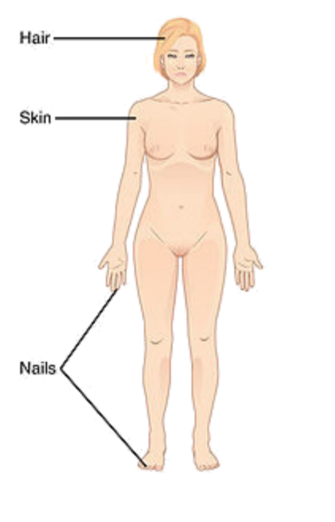 <p>integumentary system </p>