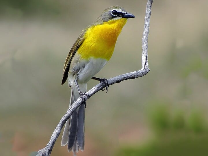 <p>yellow-breasted chat </p><p>long body and tail <br>yellow breast <br>white and black mask </p>