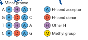 <ul><li><p>3 in the minor groove vs. the 4 in the major</p></li></ul><p></p>