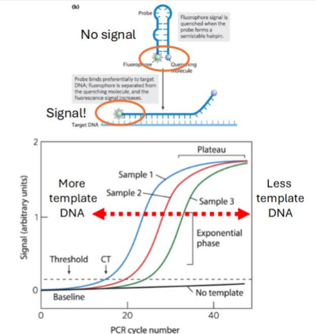 <p><span style="background-color: transparent;">indicates </span>higher mRNA levels (higher expression)</p>