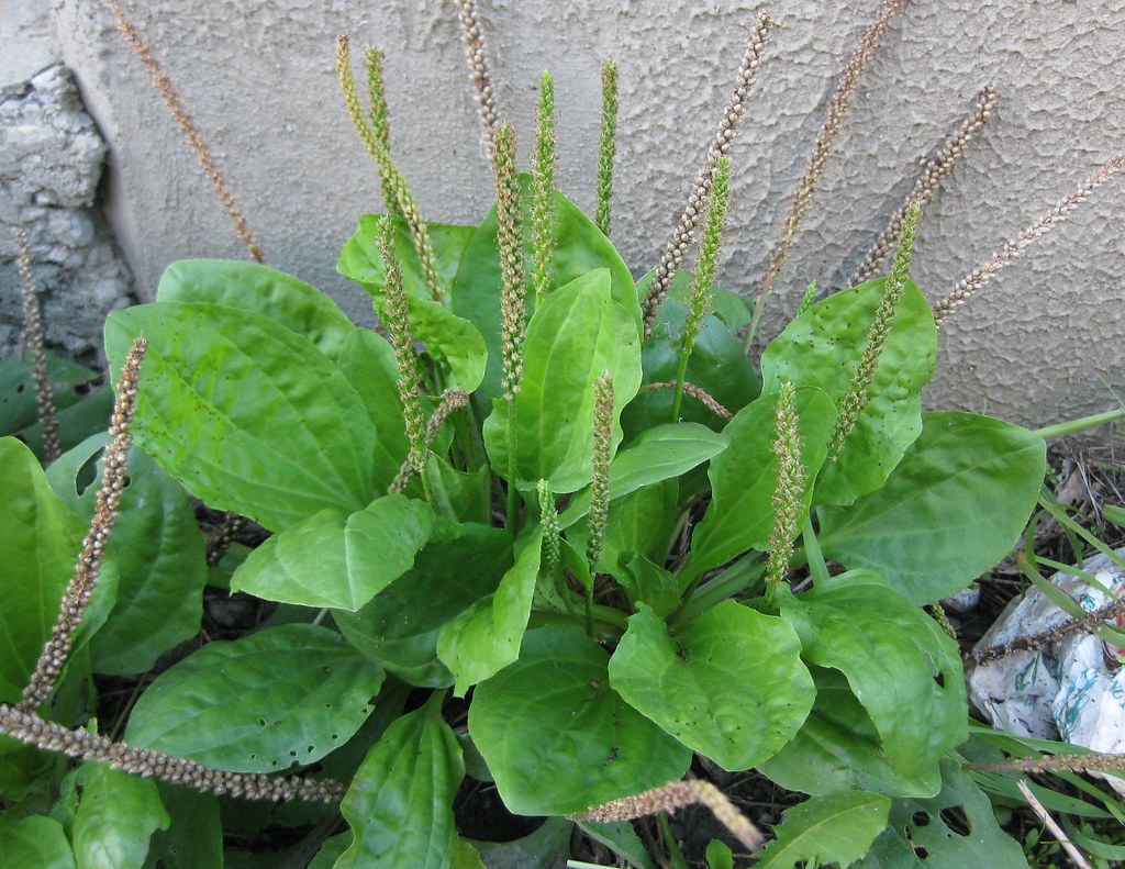 <p>non-native, super veined</p>