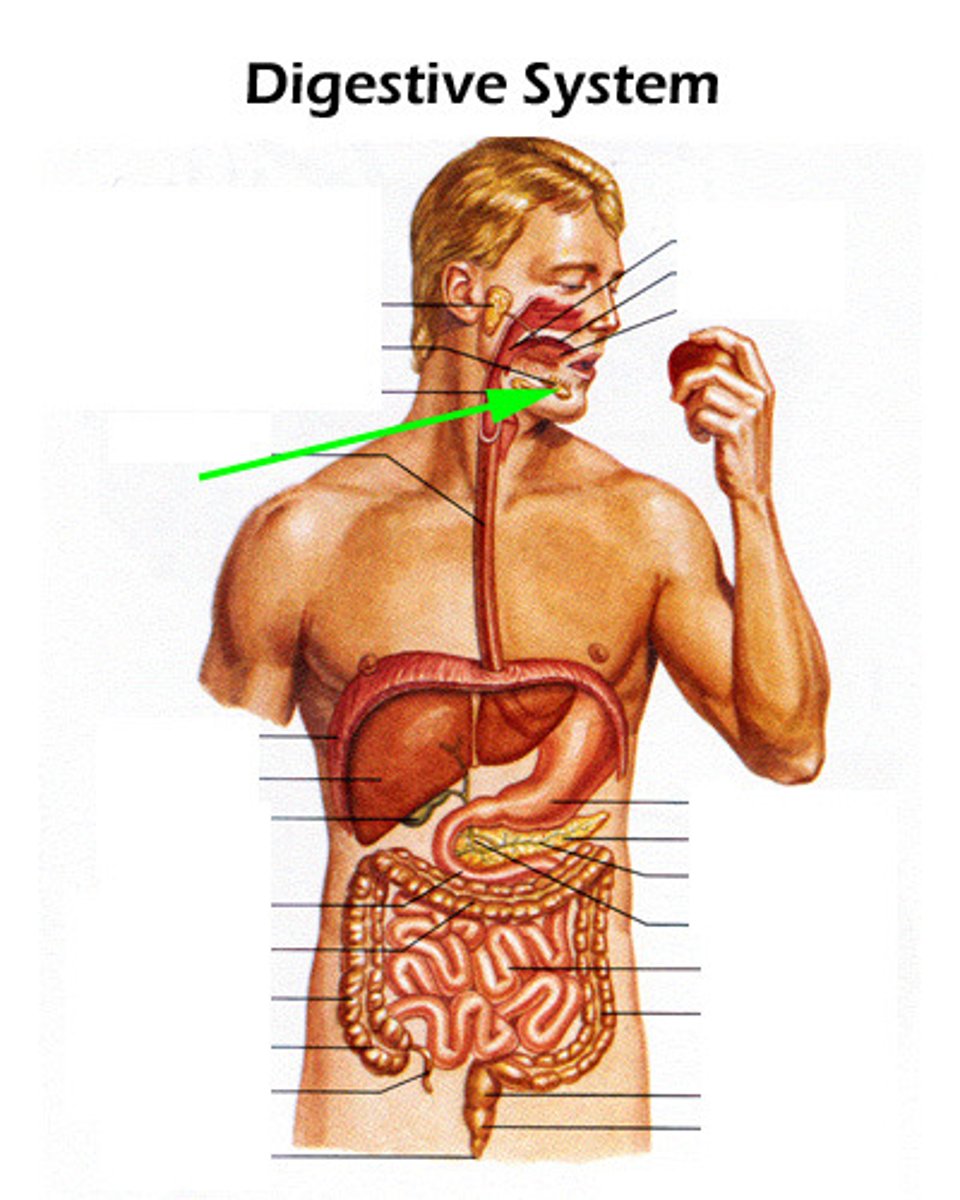 knowt flashcard image