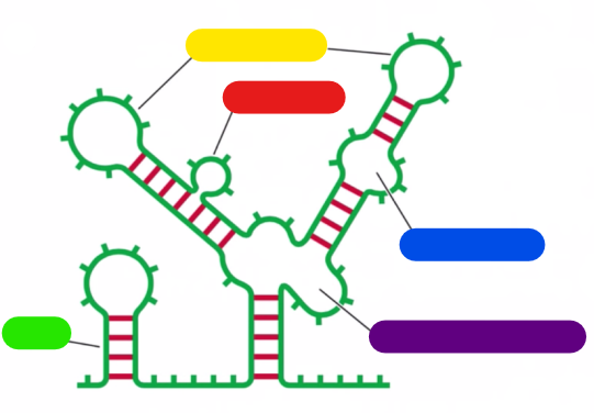 <p>name the following structures on linear RNA</p>