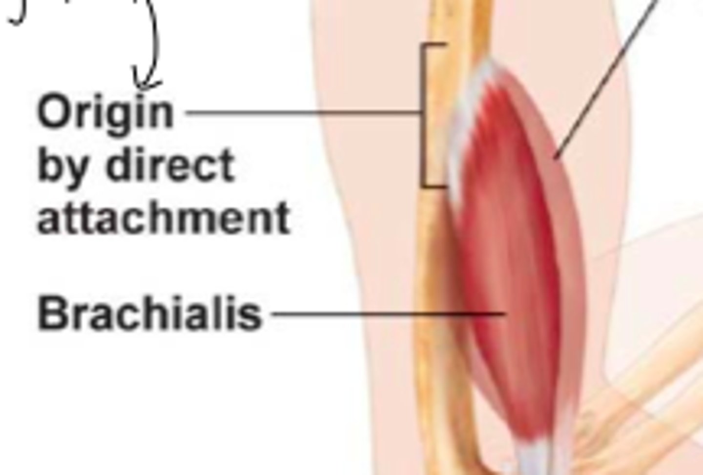 <p>Muscle connects directly to bone via epimysium fibers.</p>
