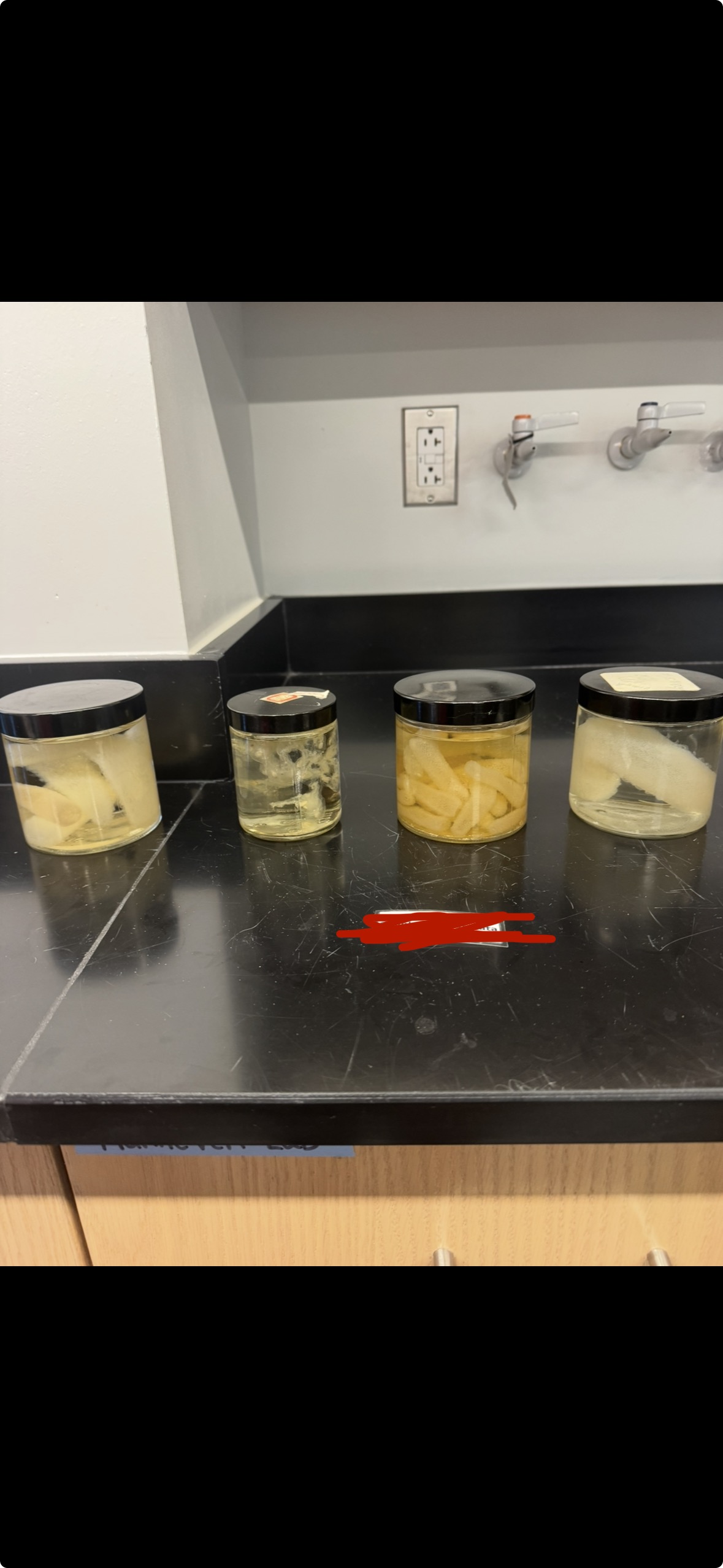 <p>Phylum?</p><p>Subphylum?</p><p>Class?</p>