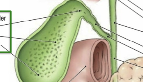 <p>Connected to the liver via hepatic ducts, which feed into the cystic duct. Stores bile until it is needed by the pancreas, when it is released into the bile duct. NOT a <strong>GLAND</strong>. </p>
