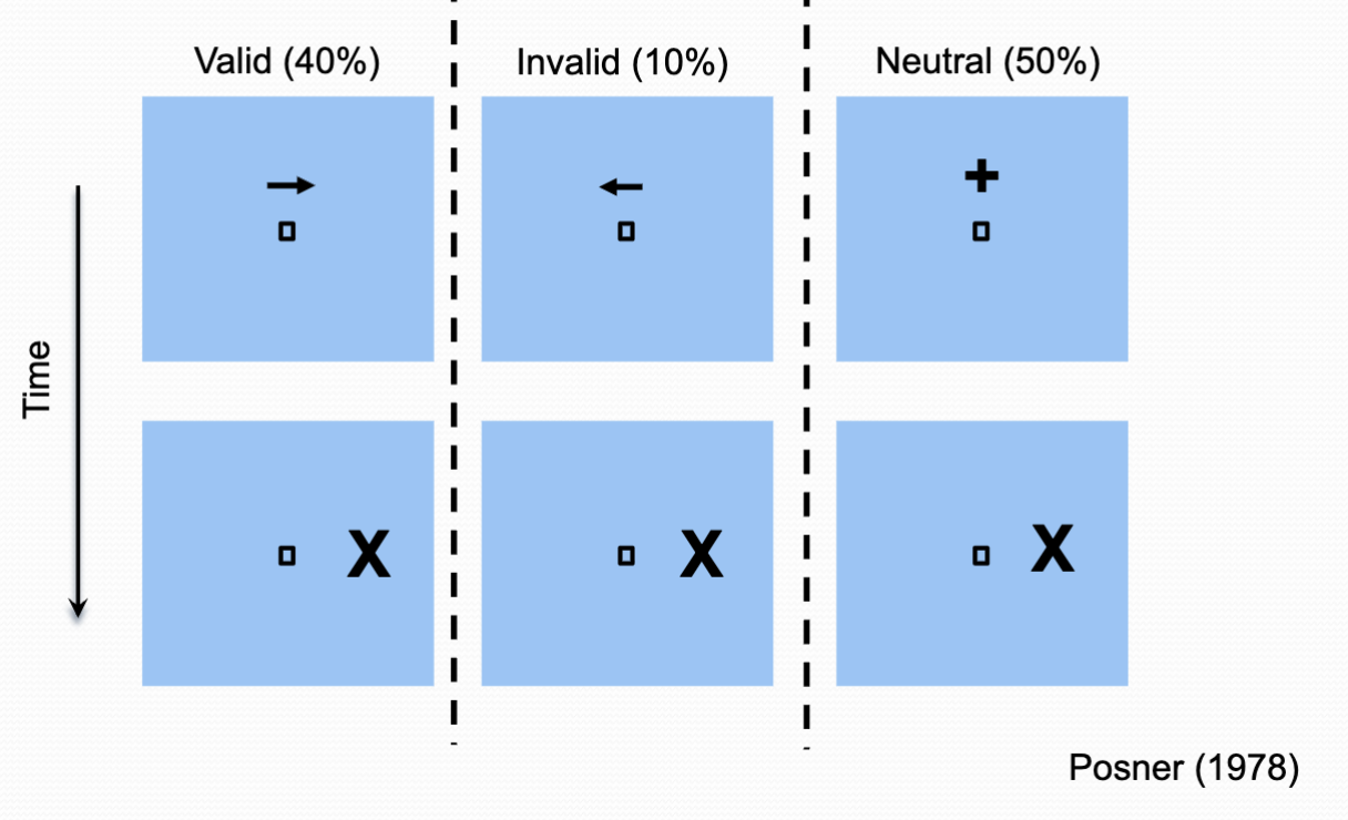 <p>Posner (1978)</p><ul><li><p>Valid = arrow points to where X is and you attend there so the time taken to spot X is quicker</p></li><li><p>Invalid = throws you off as you are attending to opposite side so slower</p></li><li><p>Neutral = No indication so takes longer</p></li></ul><p></p>