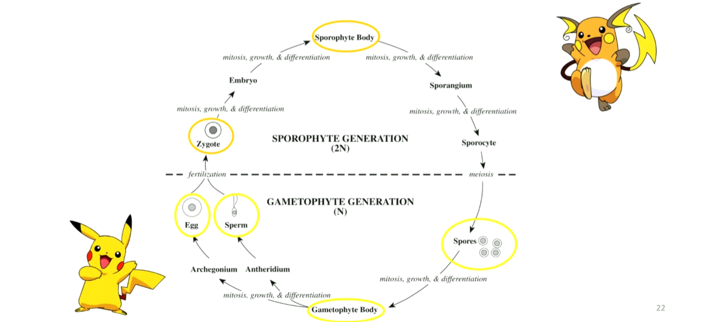 <p>Z<span>owel een diploïd (2n) als een haploïd (n) meercellige generatie</span></p><ul><li><p><span>Diploïde generatie = sporofyt → maakt sporen → </span>Deze zygote groeit op zijn beurt weer uit tot de diploïde generatie (de sporofyt), die sporen maakt om de cyclus rond te make</p></li></ul><ul><li><p>Haploïde generatie = gametofyt (n) → <span>Omdat deze cellen al een enkelvoudige set chromosomen (</span><span style="line-height: 1.15;">n</span><span>) hebben, produceren ze gameten (zoals eicellen en zaadcellen) via gewone celdeling (mitose). </span>Wanneer een mannelijke en een vrouwelijke gameet met elkaar versmelten, smelten ook hun chromosomen samen tot een dubbele set (<span>2n</span>). Dit vormt een zygote.</p></li></ul><ul><li><p><span>"fyt" = 'plant' (phyton, Grieks)</span></p></li></ul><ul><li><p><span>"Alternation of generations" - net Pokémon? → kent meerdere generaties in eigen levenscyclus → Denk aan pickachu en raichu</span></p></li></ul><p></p>