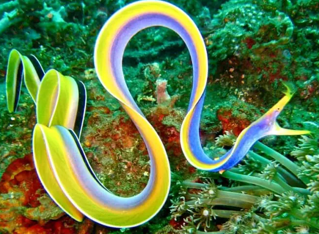 <p>roughly 200 species of morays (ribbons are a specific species) (ocean lab)</p>