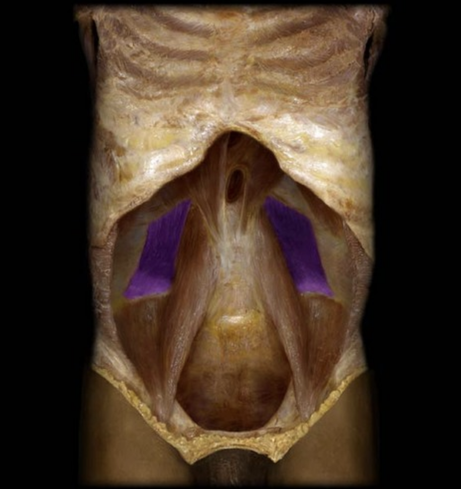 <p>What muscle is this?</p>