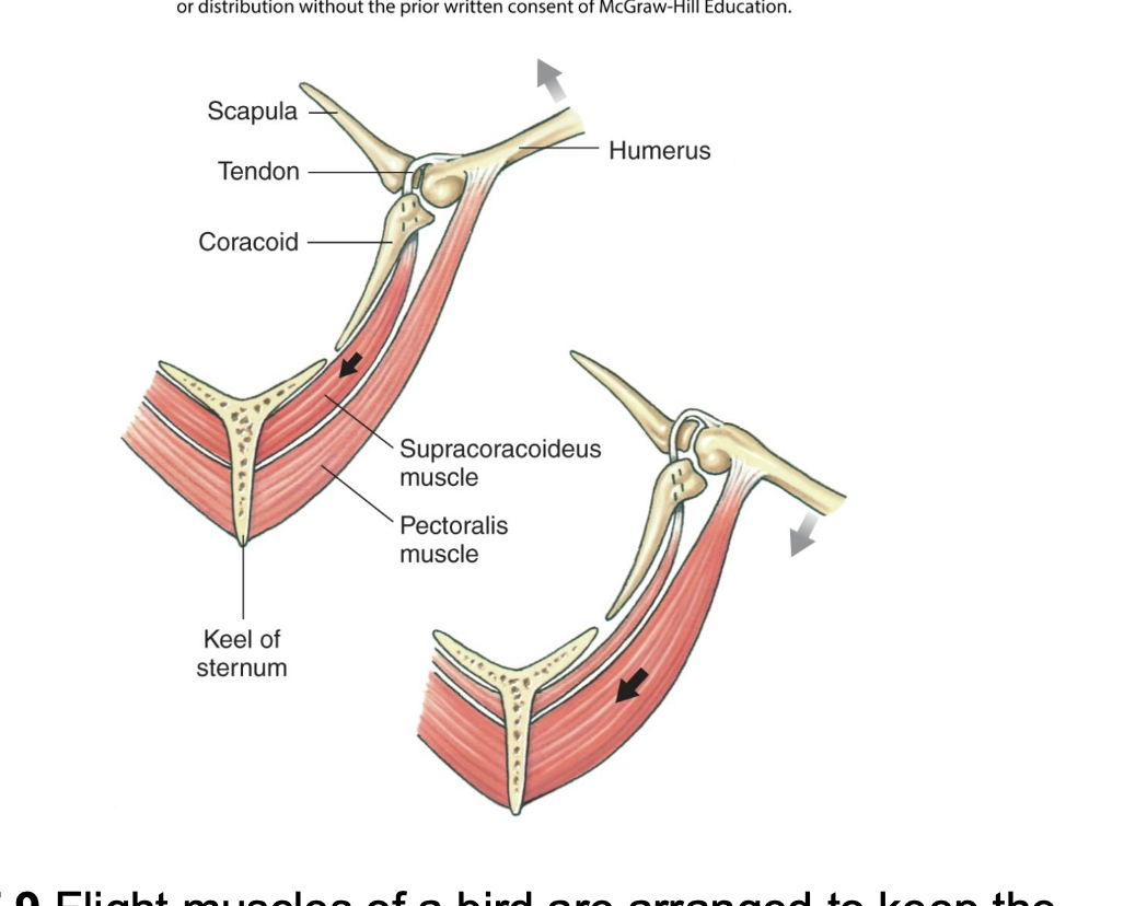 <p>The keel of the sternum. These locomotor muscles are way bigger than other muscles</p>