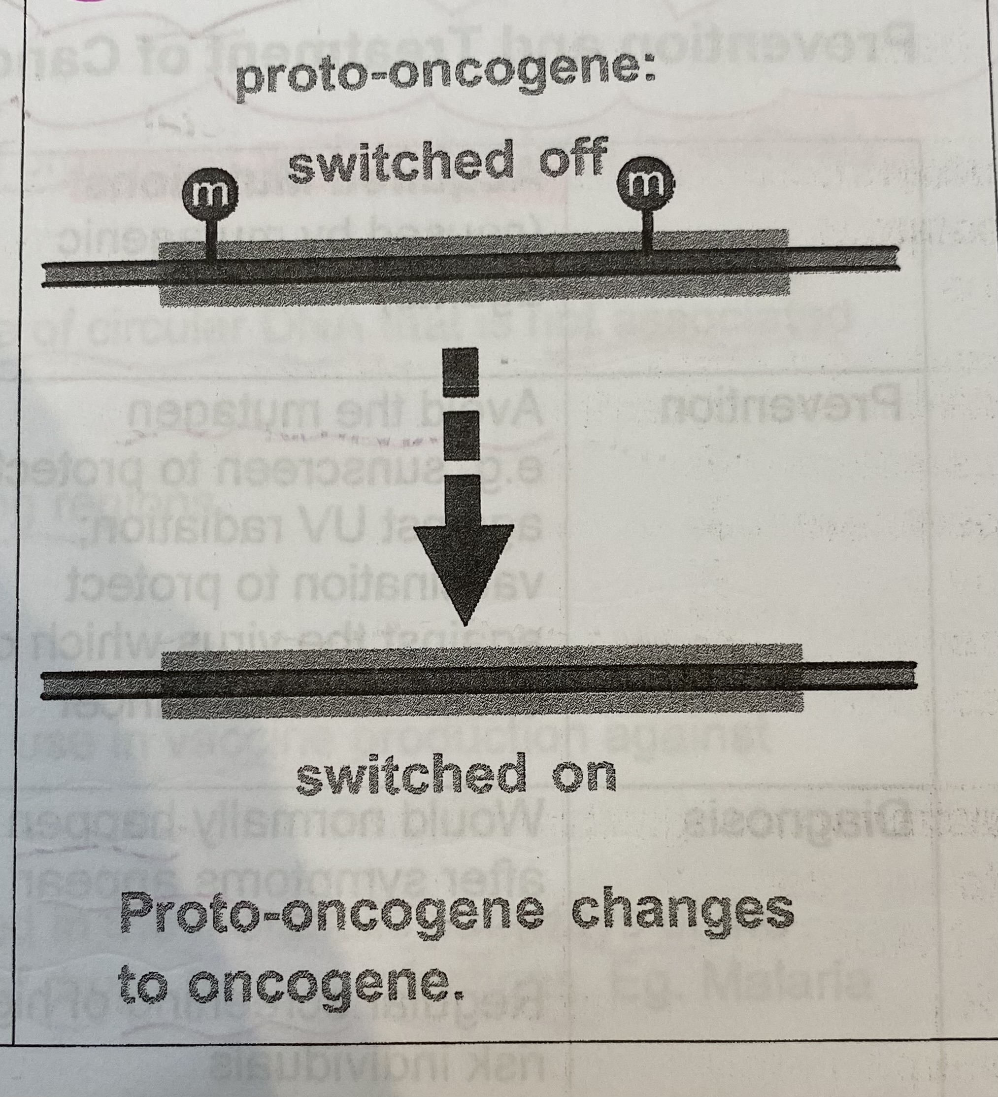 <ul><li><p><strong>Permanent activation</strong> of the gene- becomes an oncogene</p></li><li><p><strong>Continuous</strong> transcription and translation produce protein continuously</p></li><li><p>Protein stimulates cell to divide too quickly by mitosis</p></li></ul><p></p>
