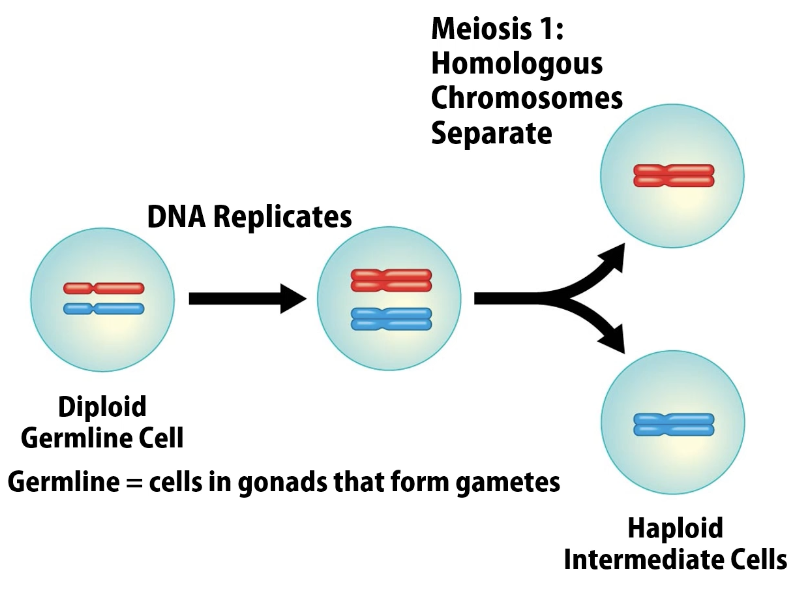<p>homologous chromosomes separate into haploid intermediate cells (there’s one X)</p>