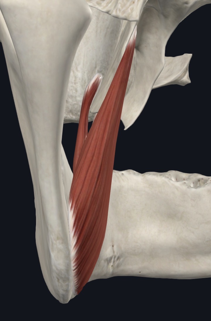<p>Medial pterygoid Action</p>