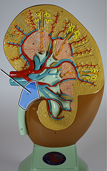 <p>which structure is highlighted?</p>