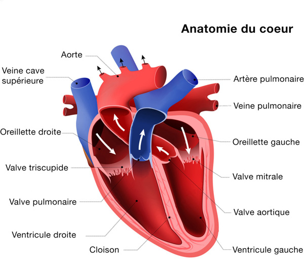 <p>Le coeur est enveloppé par <strong>l’endocardium</strong>, qui est enveloppée lui même par le <strong>péricarde</strong>.</p><p></p><p>Le coeur est divisée en<strong> 4 cavitées </strong>(2 supérieurs et 2 inférieurs)</p><ul><li><p>L’<strong>atrium</strong> : qui reçoit tous les soins</p></li><li><p><strong>Ventricule </strong>: qui redistribue le sang.</p></li></ul><p></p><p>Il existe des valves qui s’ouvre et puis se referme pour la<strong> circulation sanguine</strong>.</p><ul><li><p>Valves tricuspide</p></li><li><p>Valves aortique</p></li><li><p>Valves mitrale</p></li><li><p>Valves pulmonaire </p></li></ul><p>Le coeur bat <strong>100.000 fois par jour </strong>et <strong>40.000.000 fois par années</strong>. </p><p></p>