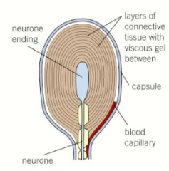 <p>a receptor that responds to changes in mechanical pressure</p><p>convert energy of stimulus into nervous impulse (generator potential)</p>