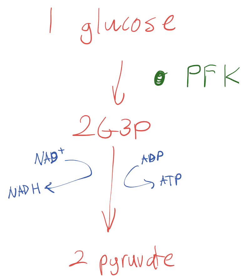 <p>1 glucose molecule is broken down into 2 G3P molecules with the PFK (kinase) enzyme. These 2 G3P molecules form 2 pyruvate molecules, losing an electron to allow the reduction of NAD+ to NADH and the transformation of ADP to ATP.</p>