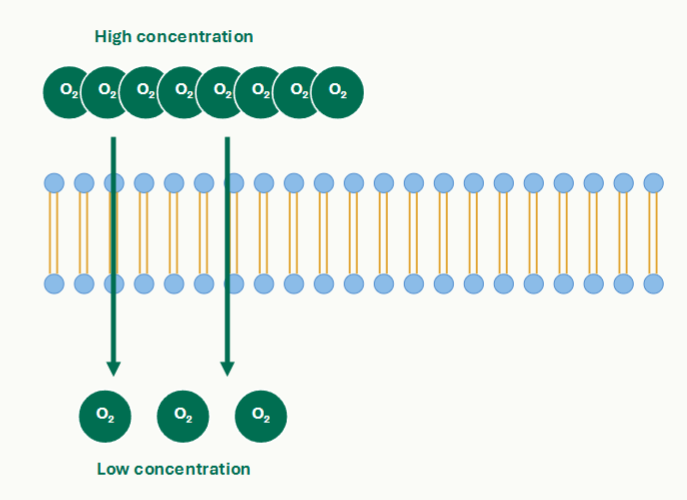 <p>Movement Down a Concentration Gradient</p><ul><li><p>Higher concentration → lower concentration</p></li><li><p>No transport protein</p></li><li><p>No ATP</p></li><li><p>Small, nonpolar, lipid-soluble molecules</p></li><li><p> O₂, CO₂, N₂, steroid hormones, and other lipid-soluble molecules</p></li></ul><p></p>