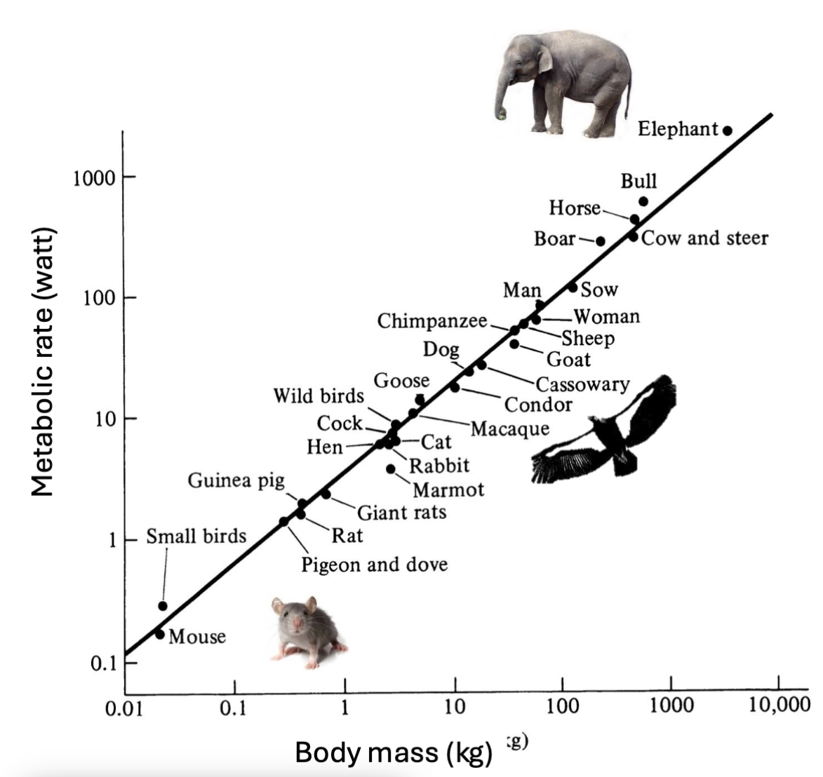 <p>- describes how biological traits scale w/ body size</p><p>smaller animals</p><ul><li><p>high metabolism</p></li><li><p>fast heart rate</p></li><li><p>short lifespan</p></li></ul><p></p><p>larger animals</p><ul><li><p>slower metabolism</p></li><li><p>slow heart rate</p></li><li><p>long lifespan</p></li></ul><p></p>