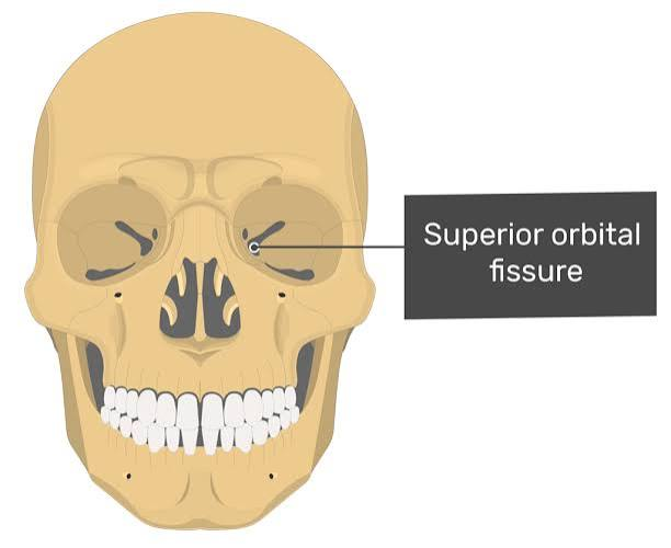 <p>A narrow slit-like opening in a bone </p><p>allows for the passage of nerves and blood vessels. </p>