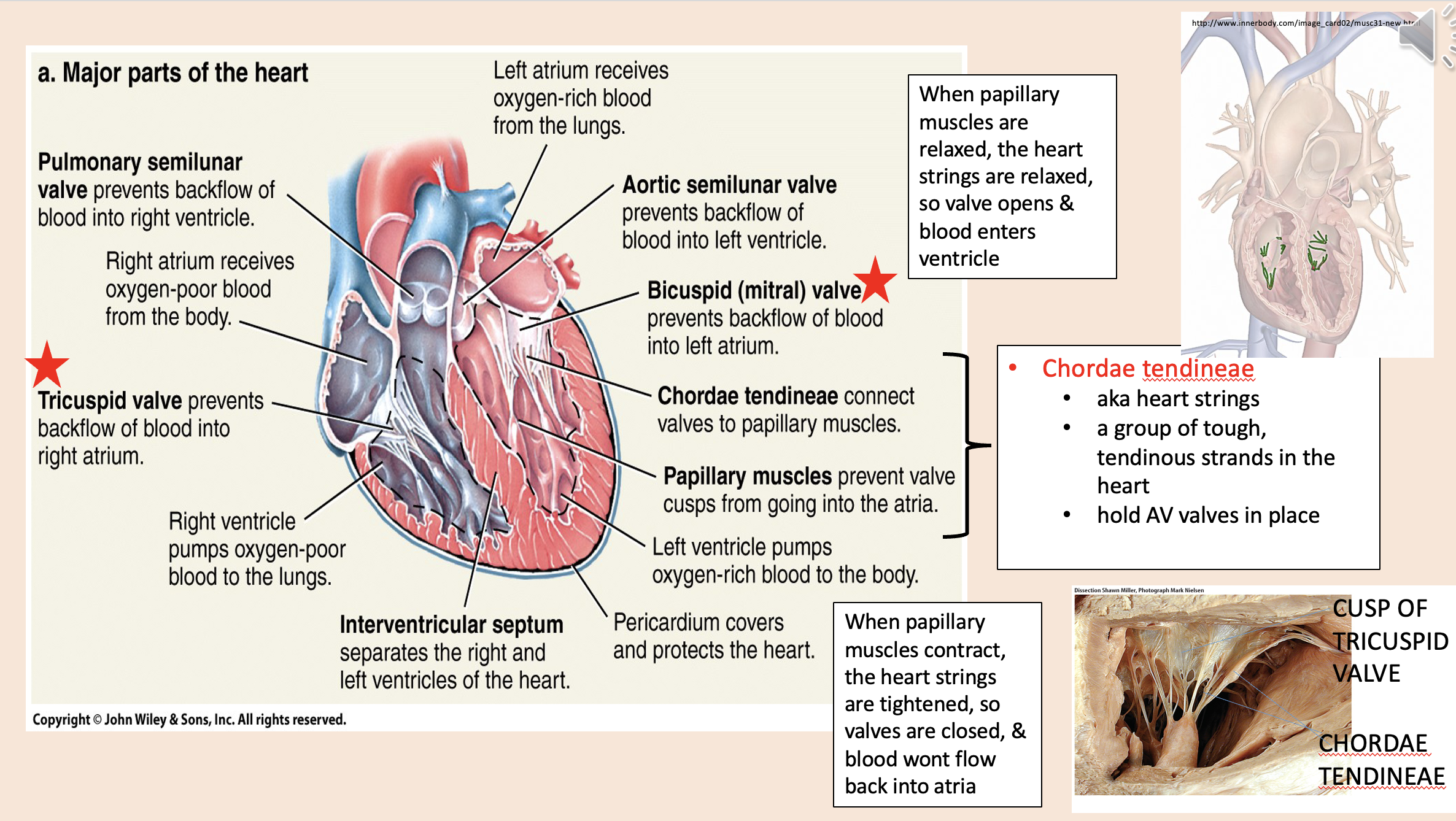 <p>valves are closed</p><p>blood wont flow back into atria</p>