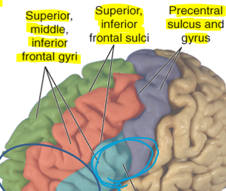 <p>Superior frontal gyrus (posterior parts=motor)</p><p>Middle frontal gyrus (association cortex)</p><p>Inferior frontal gyrus</p>