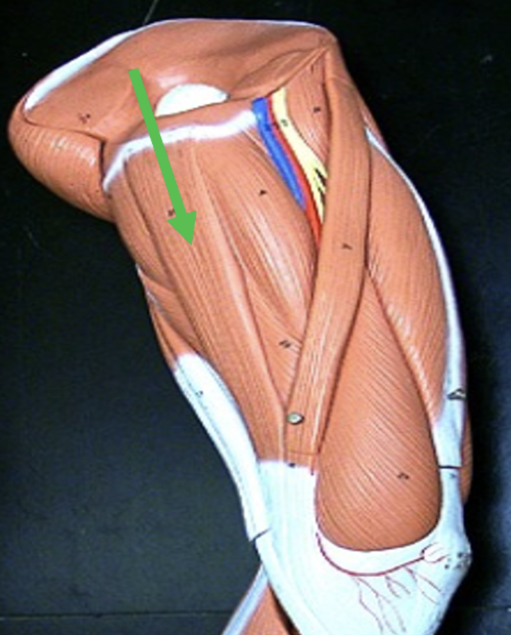 <p>Identify the muscle indicated by the pointer.</p>