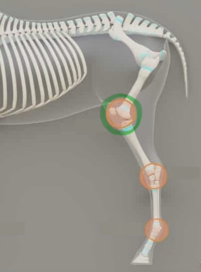 <p>knee joint</p>