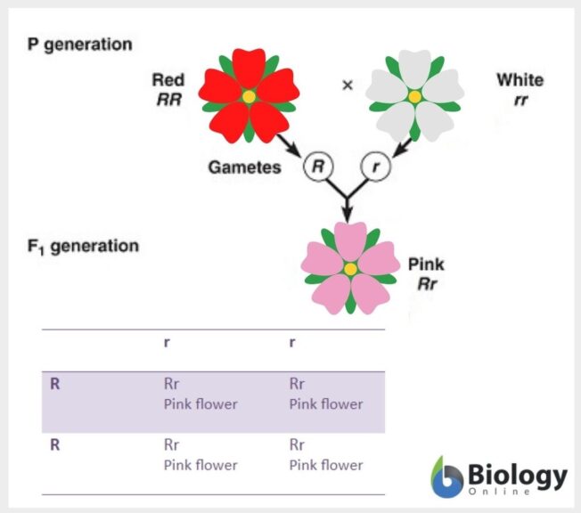 <p>a pattern of inheritance where neither allele for a trait is fully dominant, resulting in heterozygous offspring with a blended phenotype (violates Law of Dominance)</p>