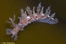 <p>Bushy-backed Nudibranch </p>
