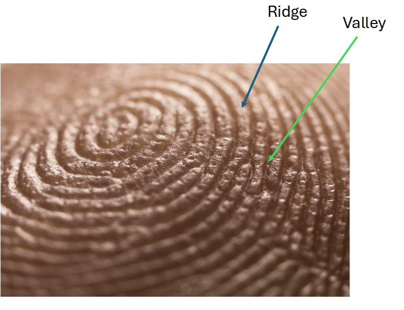 <p>Major types of trace evidence: Fingerprints</p>