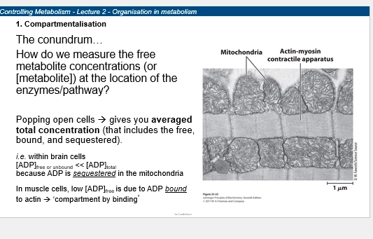 <p>(helpful?)</p><ul><li><p>we can investigate metabolic pathways, and see how [substrate] may affect their flux</p></li><li><p>from this, we can figure out how we can manipulate this flux (based on how its reglated) = how we can control these metabolic pathways.</p></li></ul><p>(tricky?)</p><ul><li><p>we can lyse cells and measure [metabolite], but this just gives the average within the whole cell (Rather than in compartments)</p></li><li><p>we want to know - where was the metabolite bound, where was it free, if it was bound to an organelle, or if bound to an enzyme </p></li><li><p>eg brain cells [ADP free] < < [ADP total], as it is largely bound in the mitochondria ready to be fed into ATP generation</p></li><li><p>eg muscle cell [ADP free] < < [ADP total], bound to actin ready for contraction </p></li></ul><p></p>