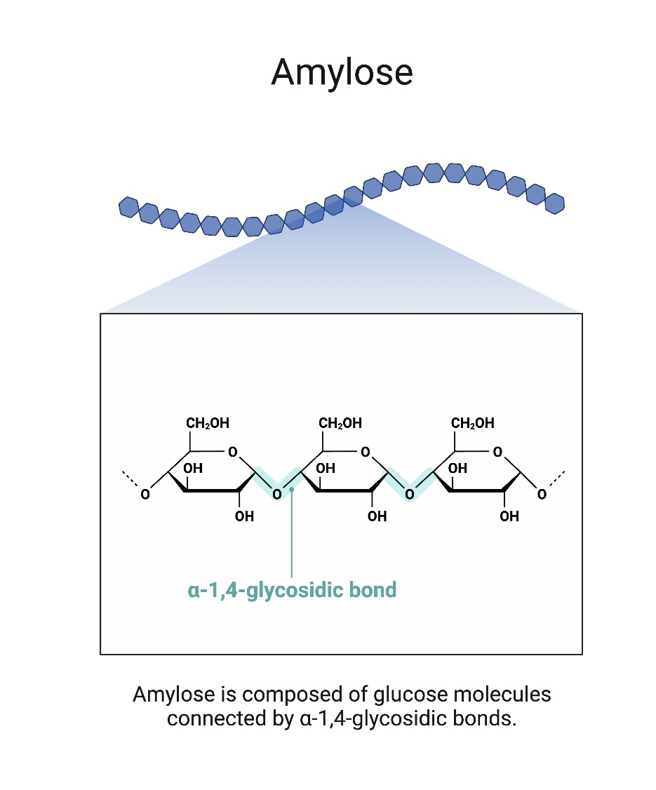 <p>A component of starch made of unbranching chains of several thousand $$1,4$$ linked $$\alpha$$-glucose molecules that coil into helical structures.</p>