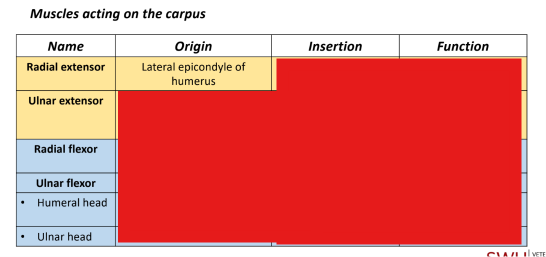 <p>B. Lateral epicondyle of humerus</p>