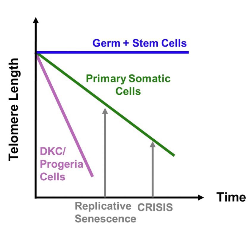 <p>Shortening of <strong>telomeres</strong> in <strong>somatic</strong> <strong>cells</strong> helps to keep track of the cell’s “age”</p><ul><li><p>When telomeres reach a critical length, the cell no longer divides, enters <strong>G0</strong> permanently (<strong>senescence</strong>), and goes through <strong>apoptosis</strong> (programmed cell death</p></li><li><p>Prevents the loss of important DNA and cancer development</p></li></ul><p>Rapid aging phenotypes of diseases like Progeria are associated with shorter telomeres</p><p>Germ and stem cells do not have shortening of telomeres</p><p></p>